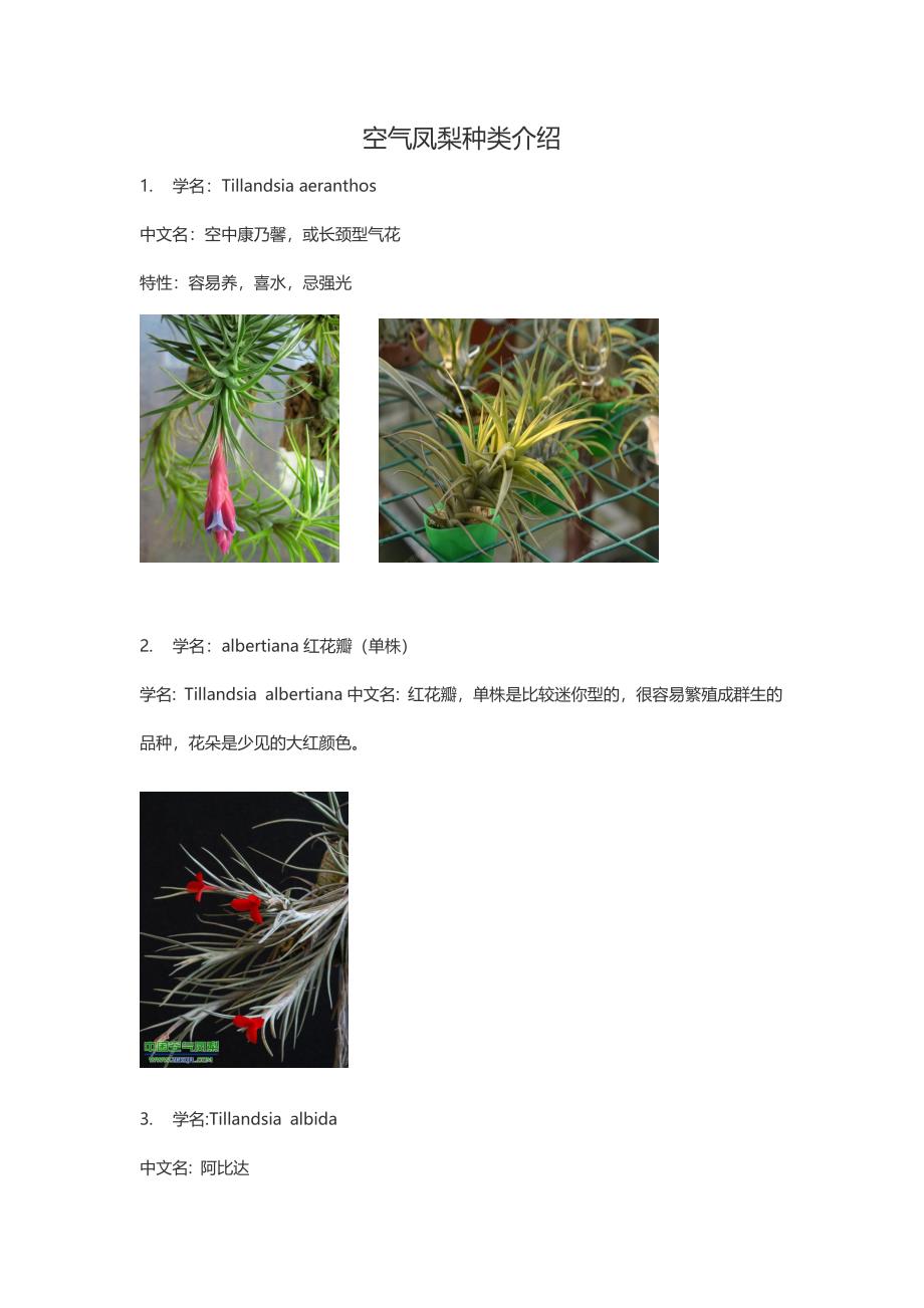 空气凤梨种类介绍.doc_第1页