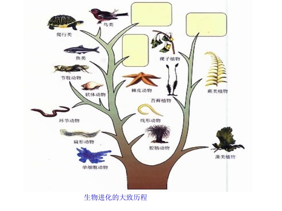 2015—2016八年级生物（人教版下册）复习课件：第七单元第三章生物的进化（共13张PPT）_第3页