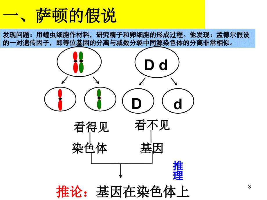 生物2.2基因在染色体上PPT课件新人教版必修2_第3页