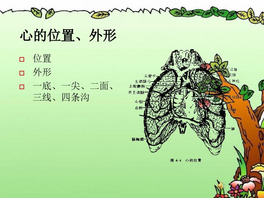 心血管系统的解剖课件_第2页