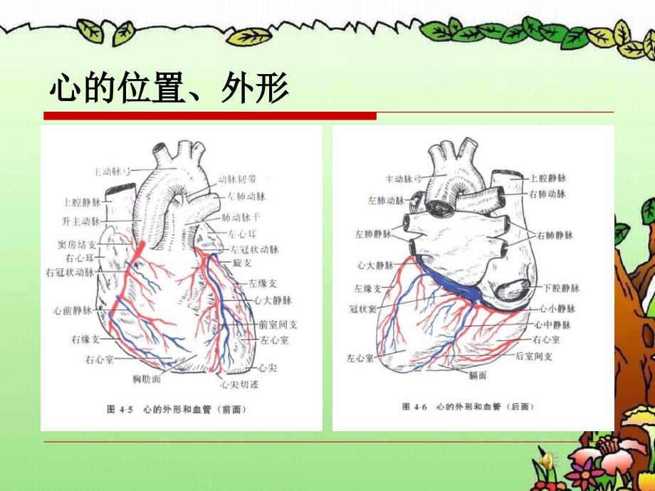 心血管系统的解剖课件_第3页