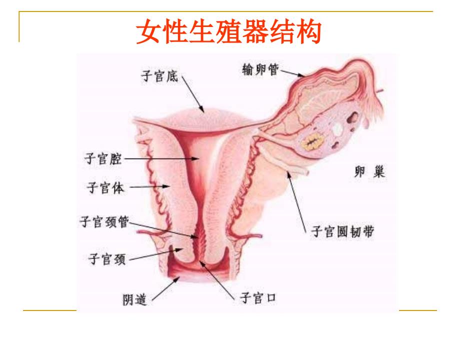 医学专题：宫颈炎、附件炎、盆腔炎..._第2页