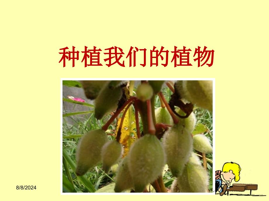 三年级下册科学课件1.2种植我们的植物教科版共16张PPT_第1页