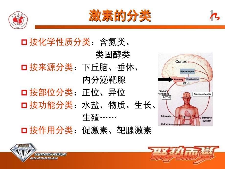 糖皮质激素-执业药师课件_第5页