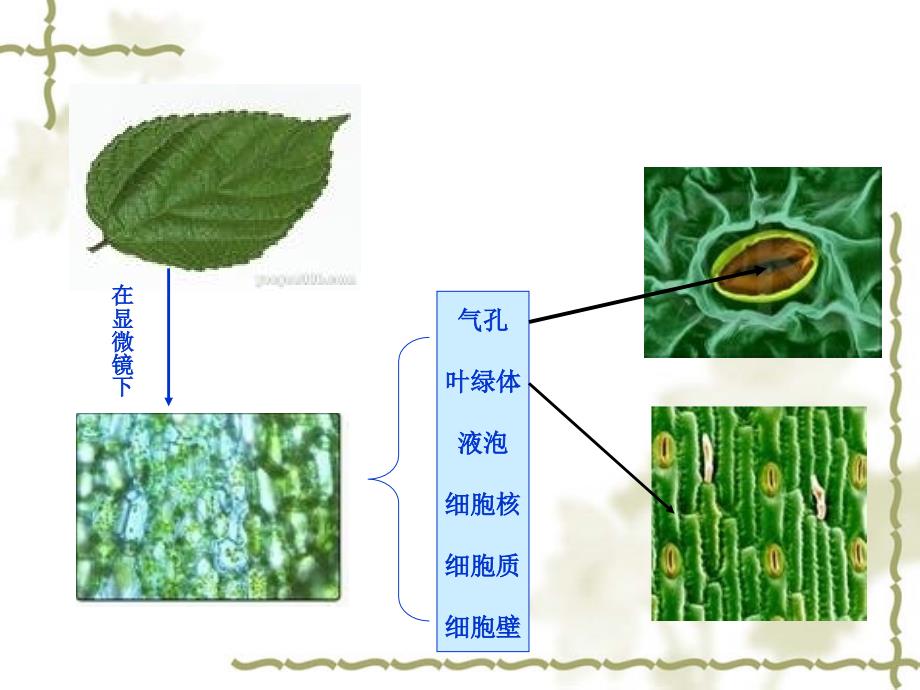 用显微镜观察身边的生命世界二2_第2页