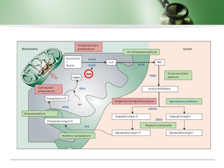 血卟啉病的临床表现及诊断治疗精编ppt_第4页