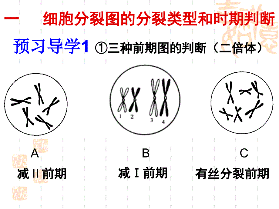 综合复习细胞分裂及其变异分析课件_第2页