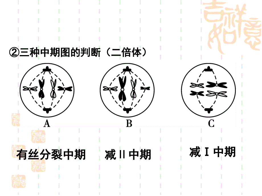 综合复习细胞分裂及其变异分析课件_第3页