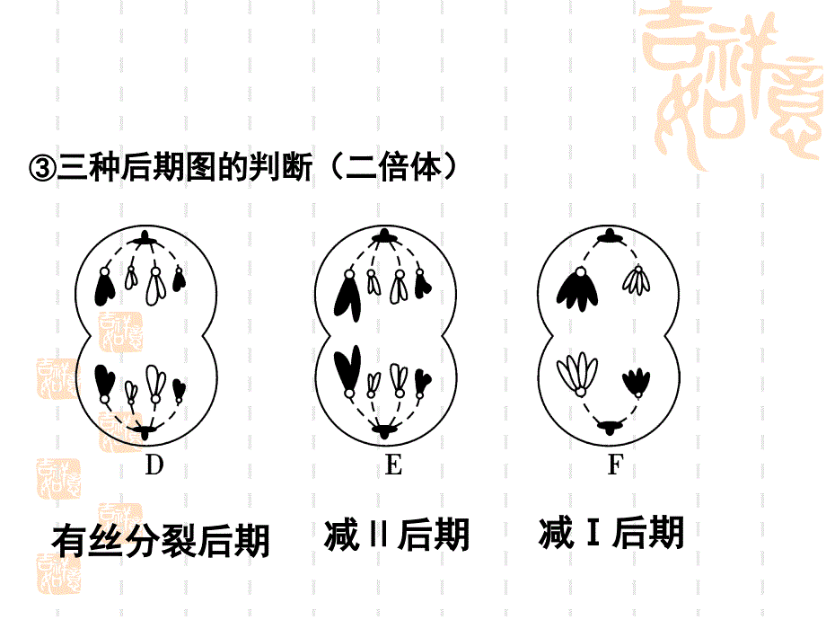 综合复习细胞分裂及其变异分析课件_第4页