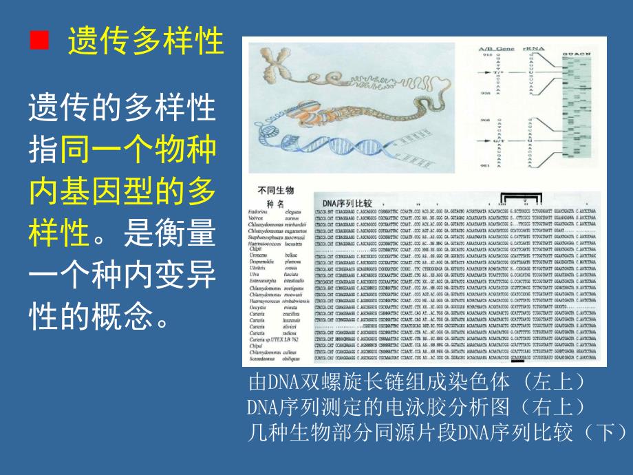 教学课件第七章生物多样性和植物分类及命名_第4页