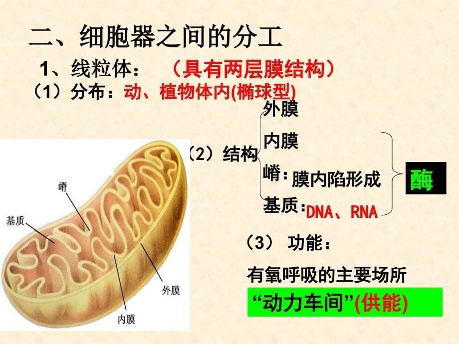 细胞器系统内的分工合作 授课课件_第5页