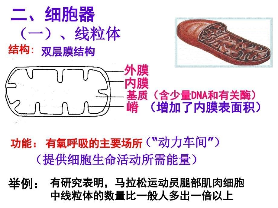 高一生物细胞膜细胞器课件_第5页