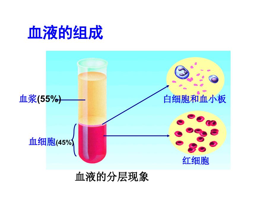 初二生物血液循环复习课件_第4页