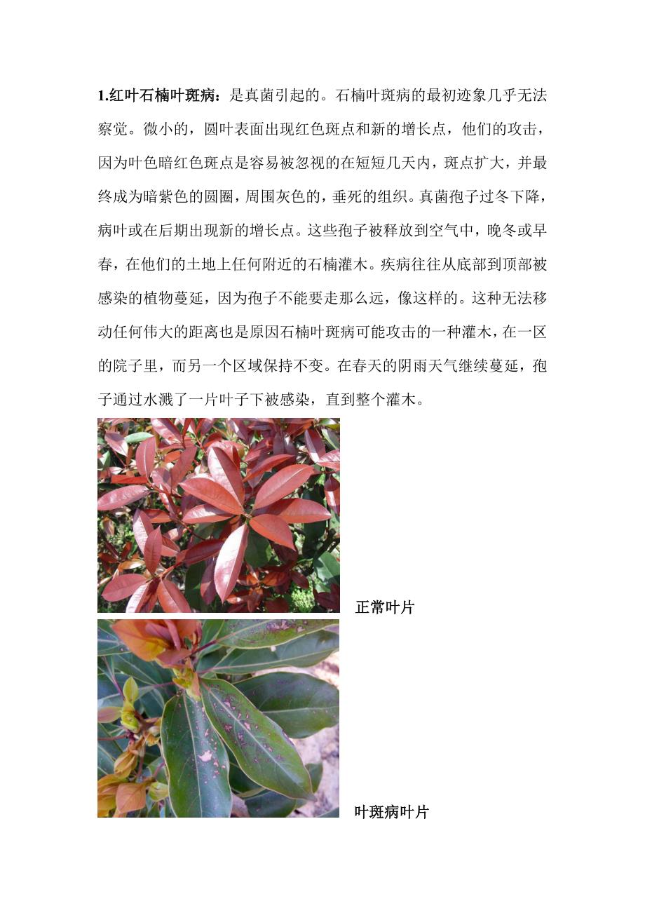 五种以上园林植物病害症状.doc_第1页