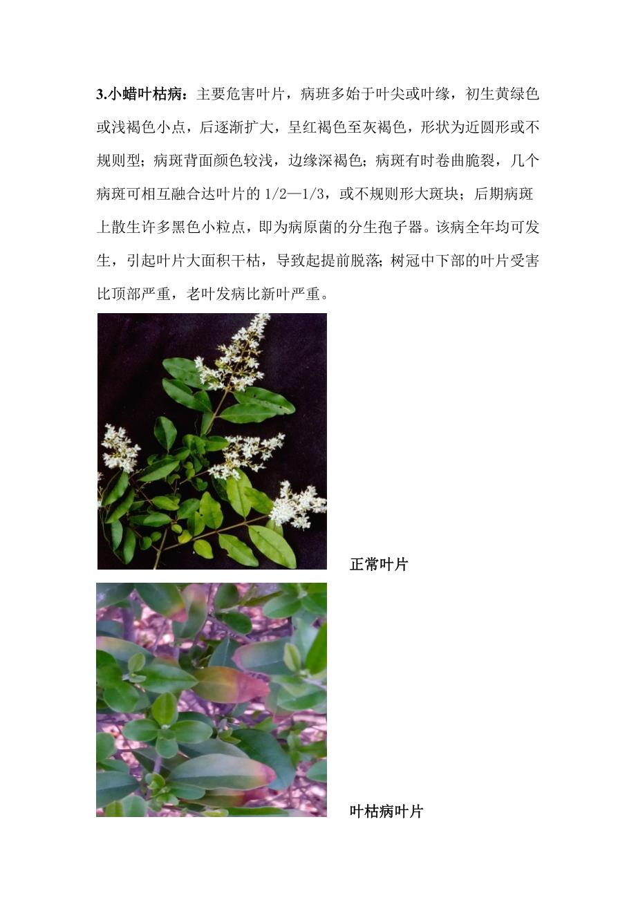 五种以上园林植物病害症状.doc_第3页