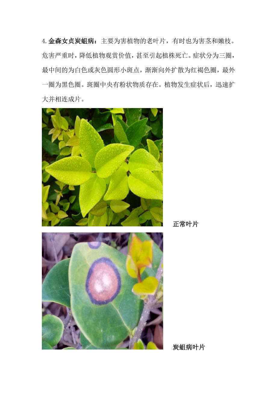 五种以上园林植物病害症状.doc_第4页