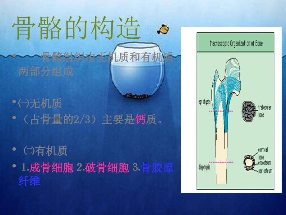 骨质疏松科普.ppt_第3页