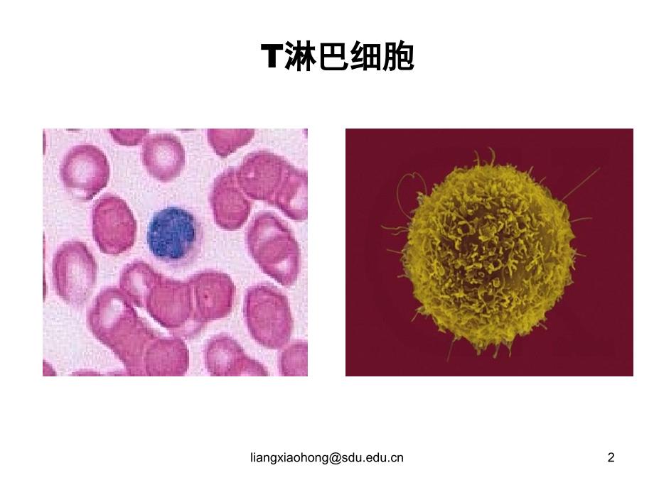 淋巴细胞的抗原受体说课材料_第2页