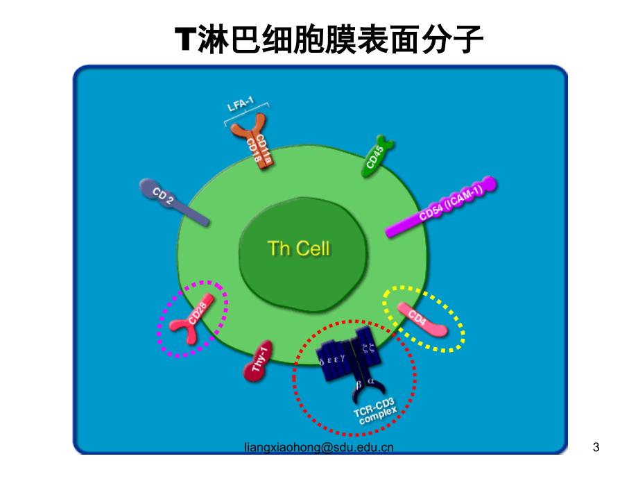 淋巴细胞的抗原受体说课材料_第3页