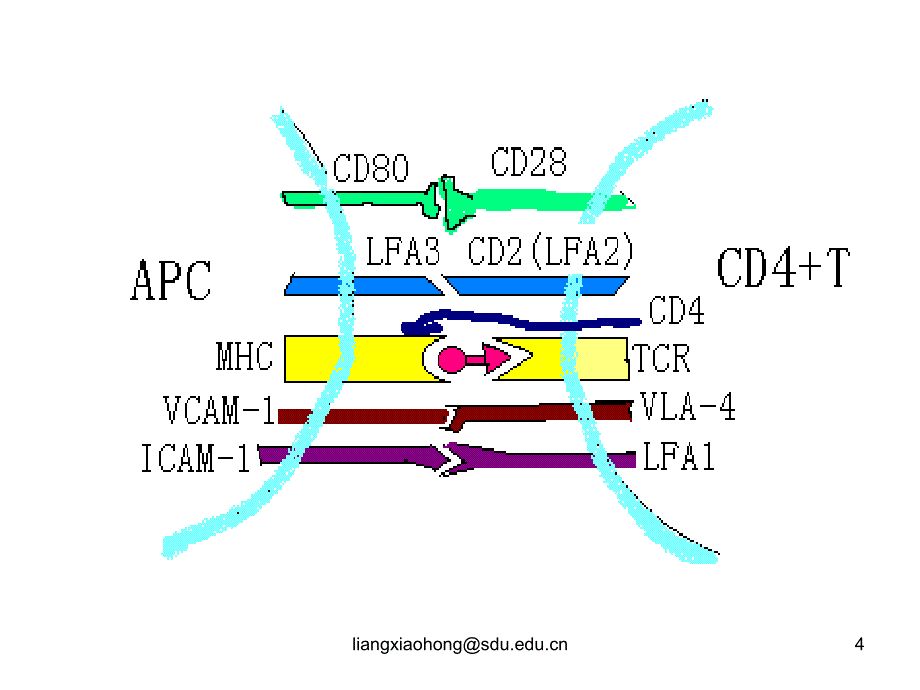 淋巴细胞的抗原受体说课材料_第4页