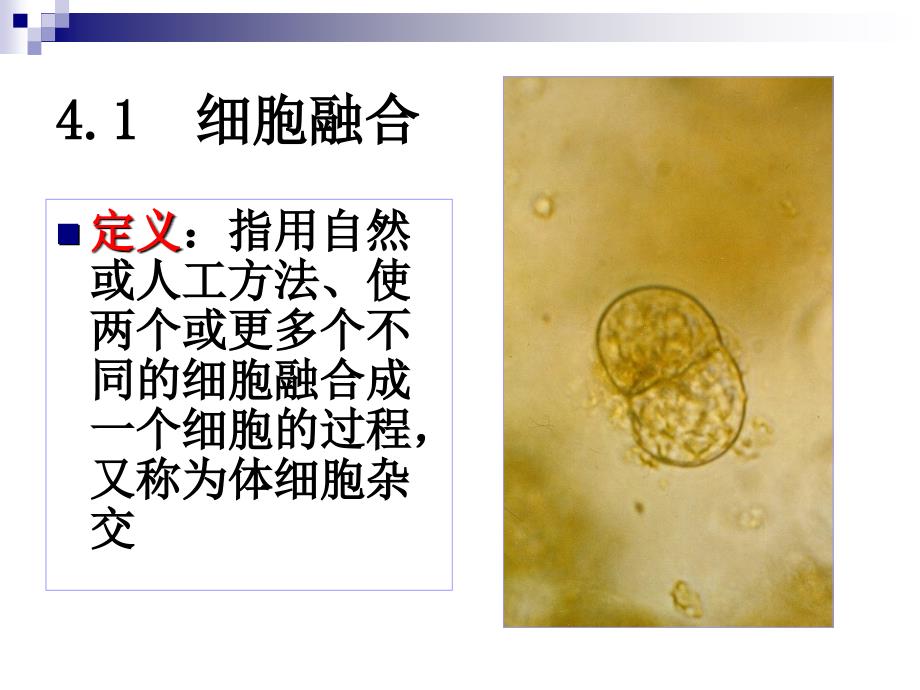 细胞融合-与-单克隆抗体课件_第4页