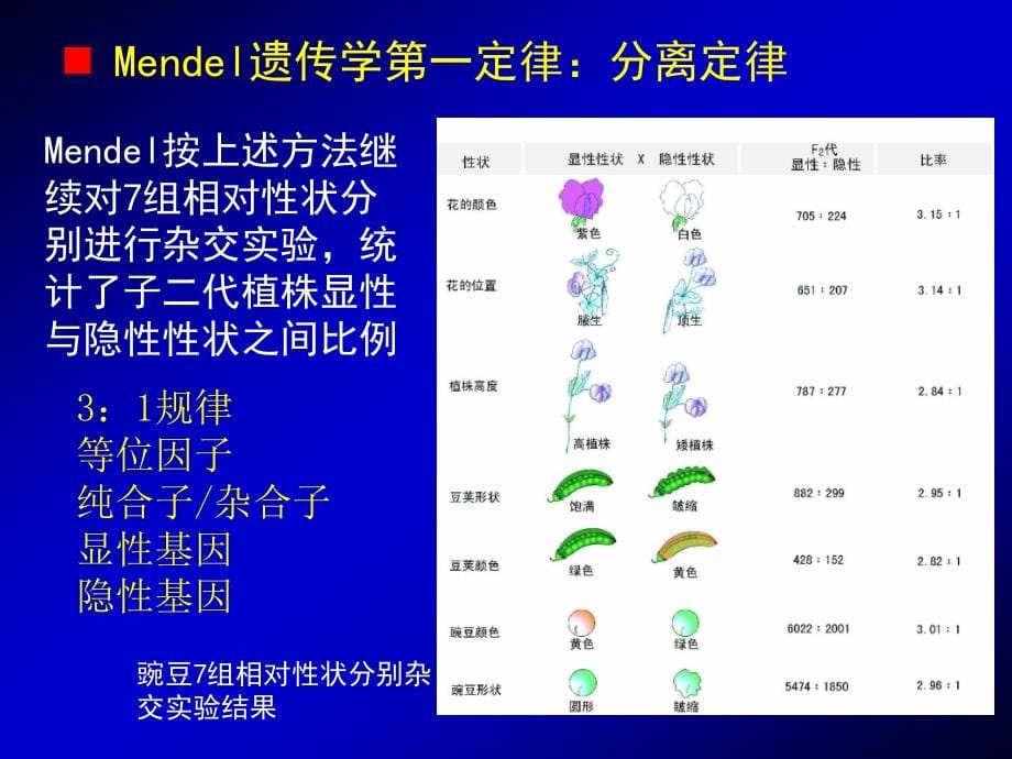 动物遗传与进化教学文稿_第5页