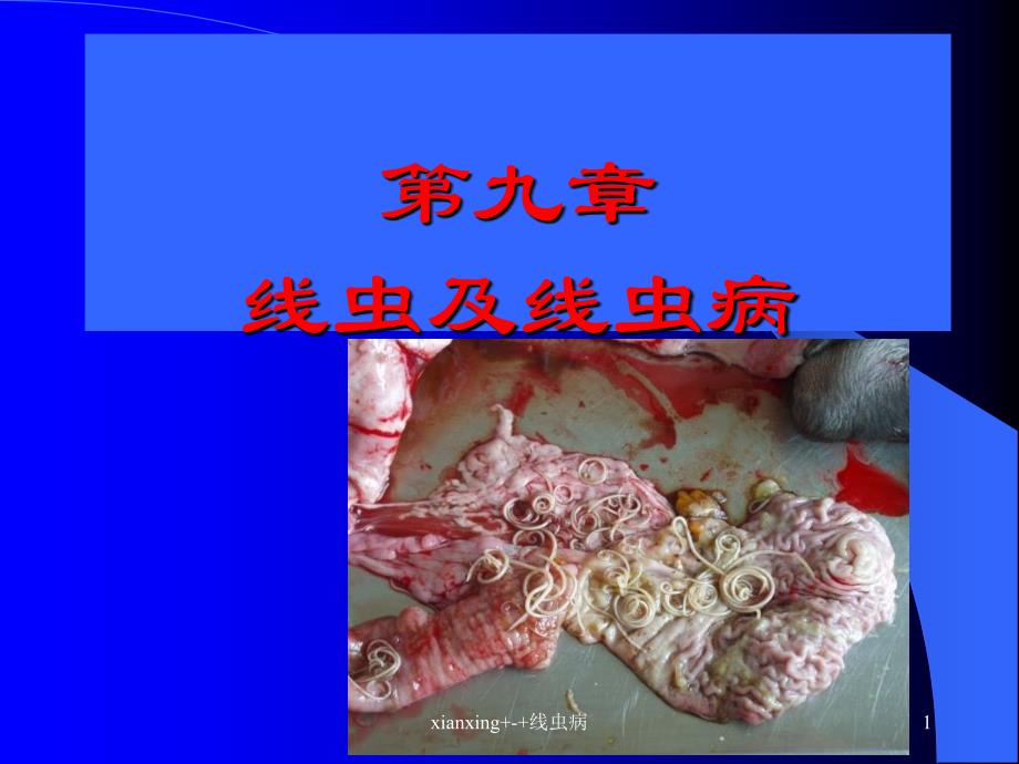 xianxing线虫病课件_第1页