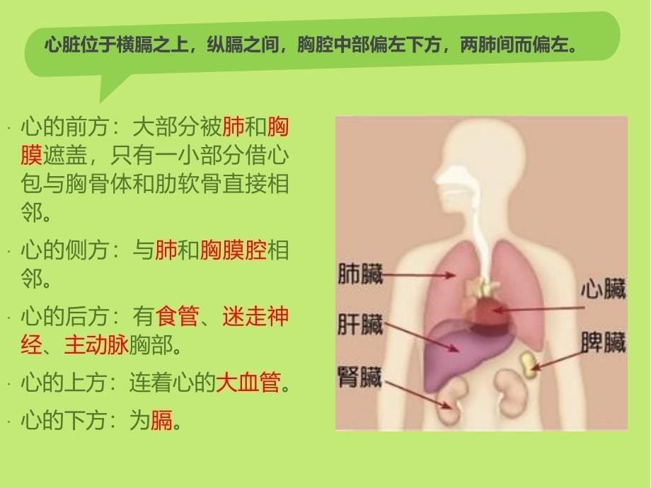 《心脏及用药知识》PPT课件_第5页