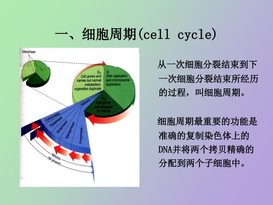 细胞增殖与周期调控_第3页