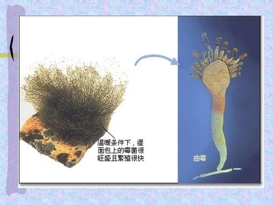 八年级生物第四章第一节细菌和真菌的分布课件人教版_(2)1_第5页