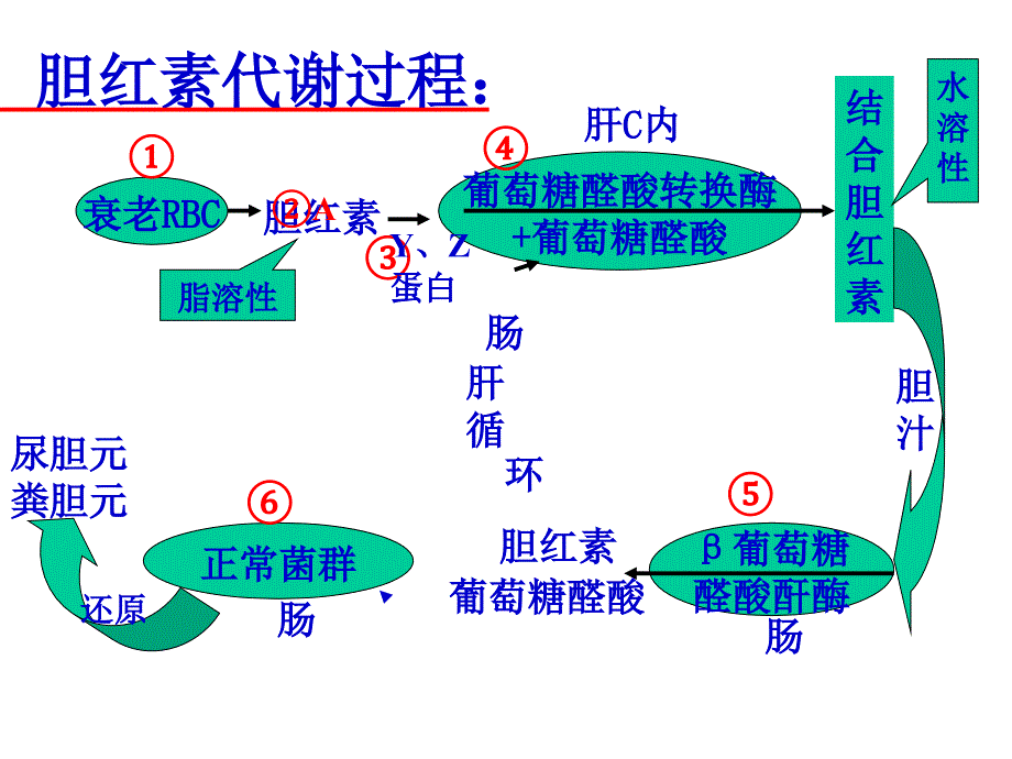 中医儿科学-丁樱-胎黄_第4页