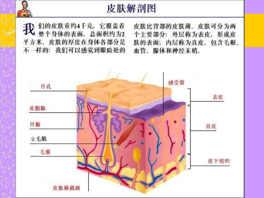 皮肤的基础知识_第2页