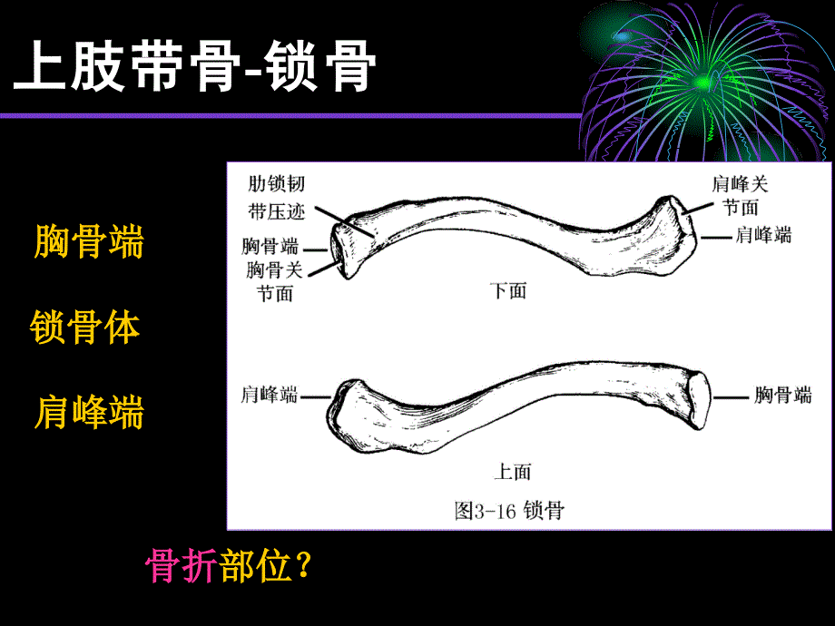 上下肢骨复习_第2页