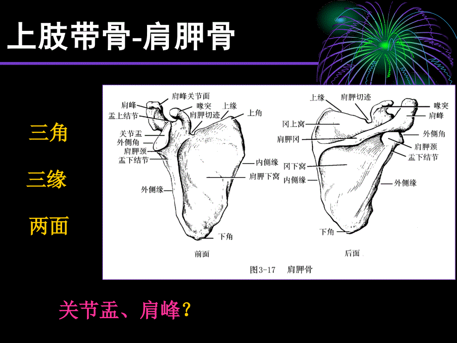 上下肢骨复习_第3页