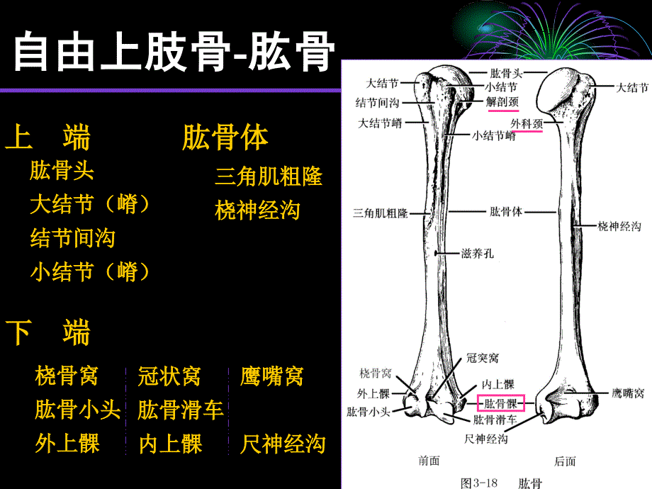 上下肢骨复习_第4页