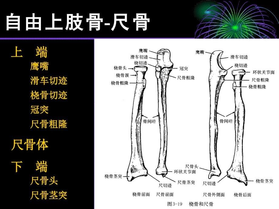 上下肢骨复习_第5页