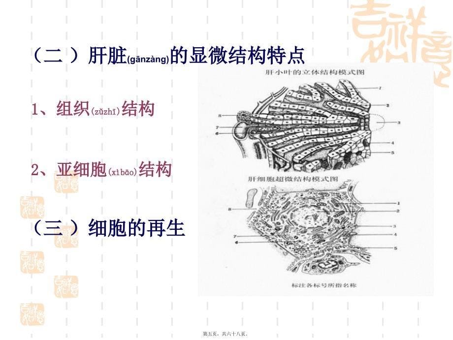 医学专题—肝功能检验讲诉9605_第5页