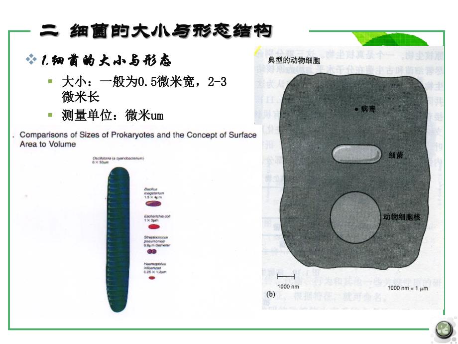 细菌的形态与结构_第3页