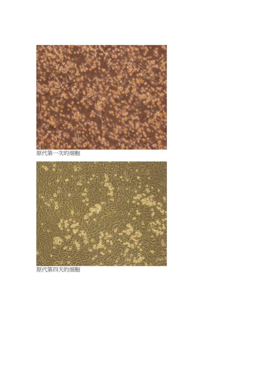 细胞培养实验报告_第4页