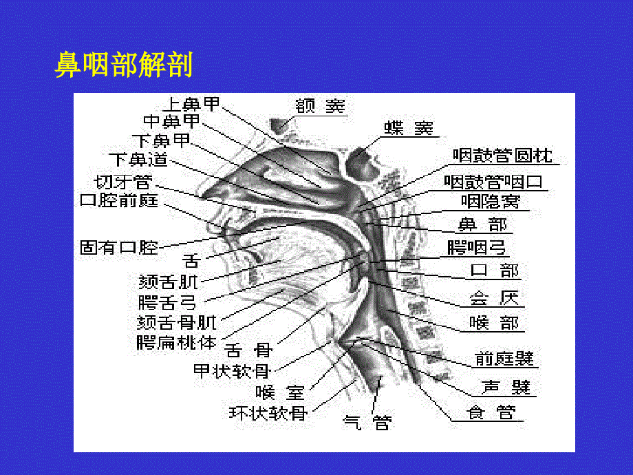 鼻咽癌放疗护理_第4页