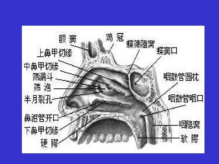 鼻咽癌放疗护理_第5页