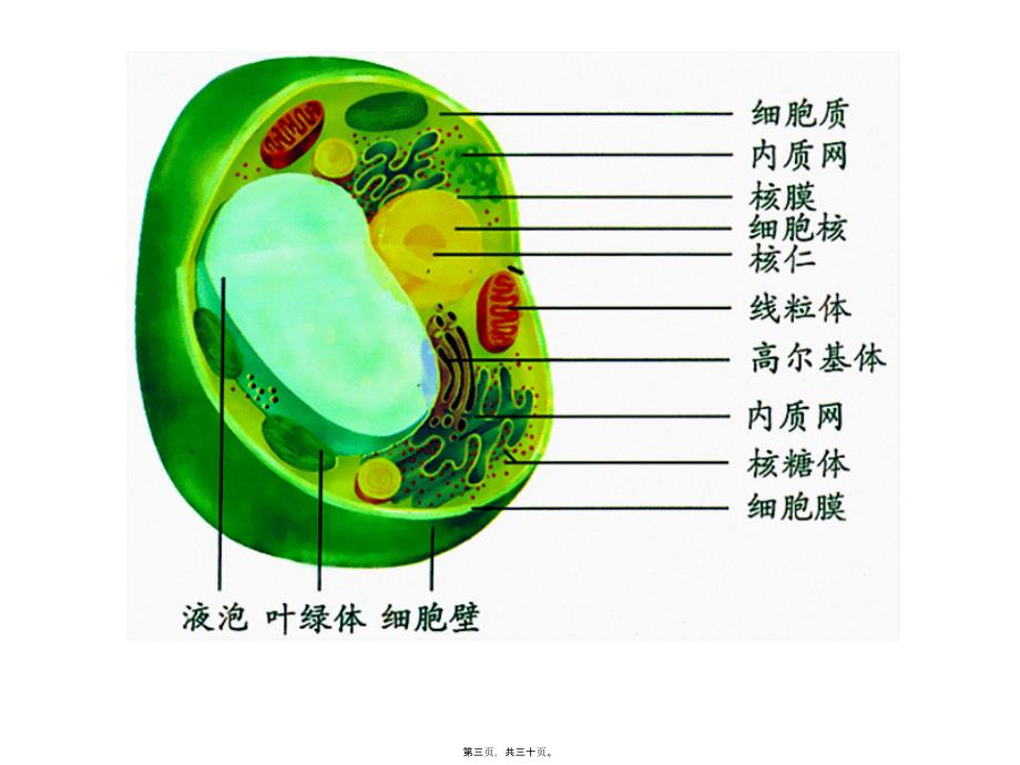 医学专题—第三章第二节-细胞器——系统内的分工合作-修改5100_第3页