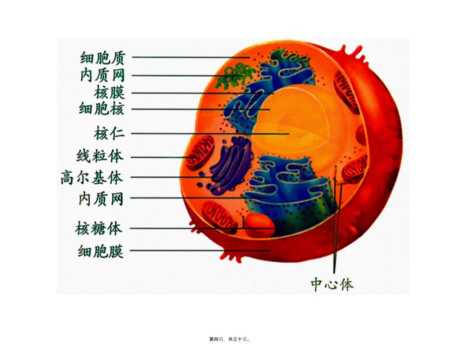 医学专题—第三章第二节-细胞器——系统内的分工合作-修改5100_第4页