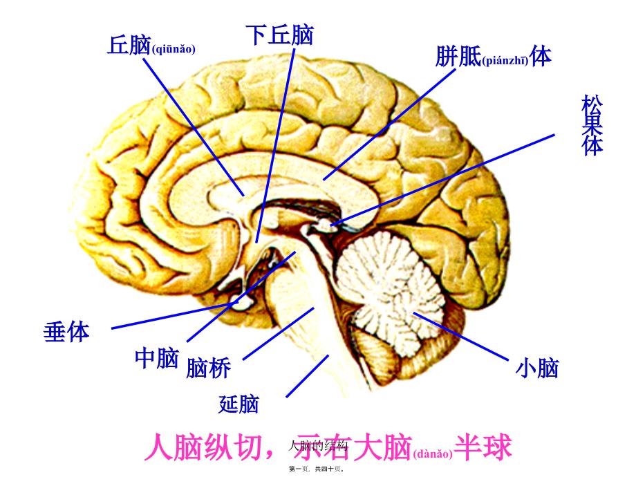 人脑的结构课件_第1页