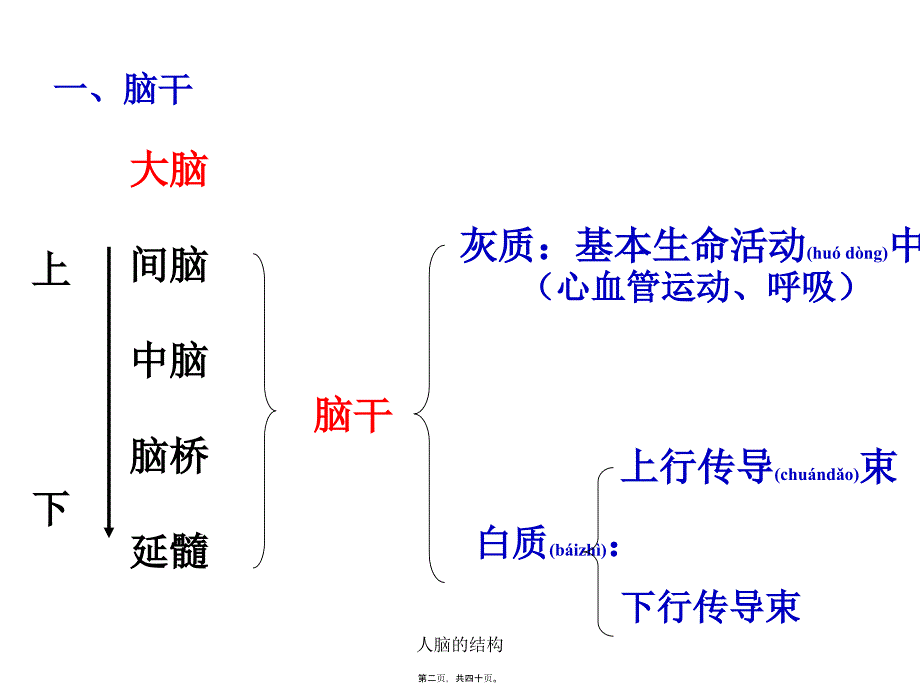 人脑的结构课件_第2页