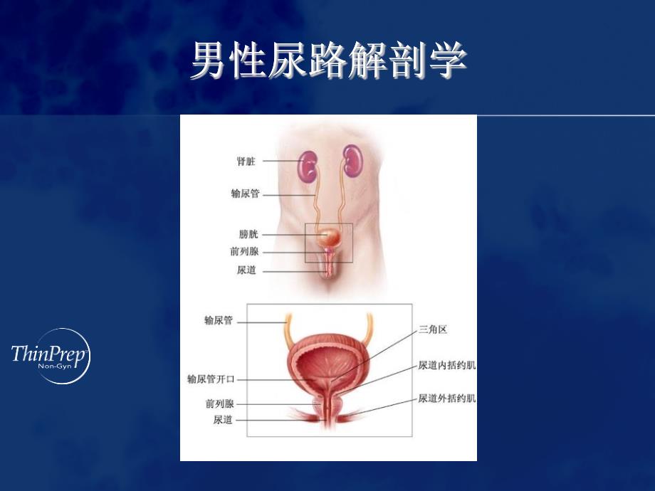 ThinPrepreg非妇科细胞学演讲系列_第3页