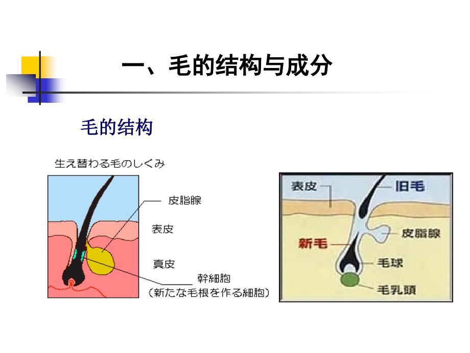 产毛的营养需要ppt课件教学教程_第4页