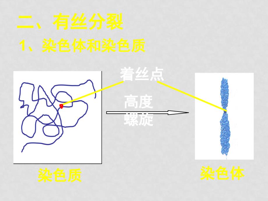 0102高一生物（细胞的增殖）细胞的增殖w_第3页