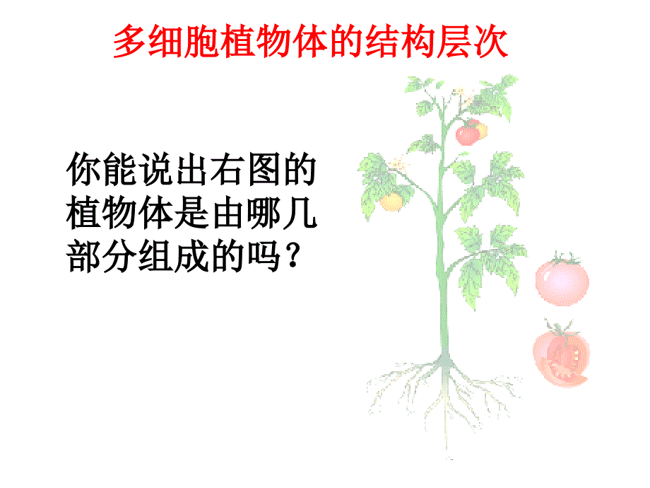 二级主题3多细胞生物体的结构层次1_第3页