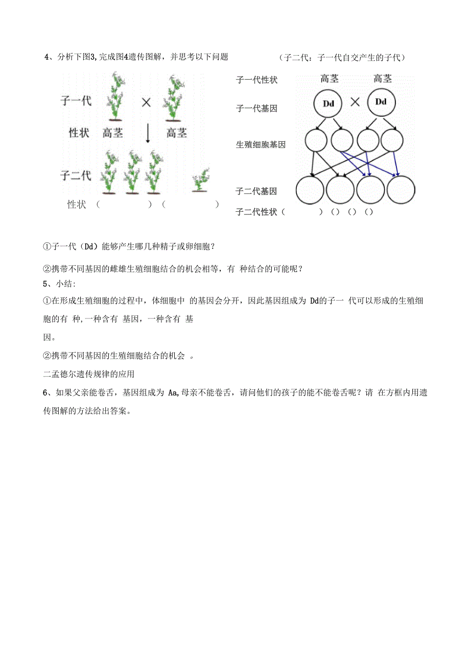 生物人教版八年级下册基因的显性和隐性学案长兴中学_第2页